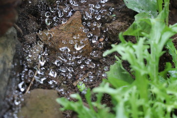 eau rosée pluie toile araignée
