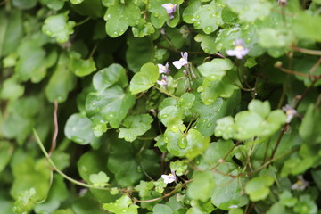 feuille fleur pluie ros&eacute;e