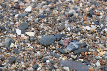 plage caillou roche coquillage