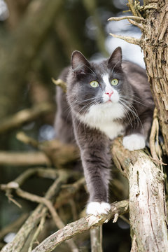 cute grey kitten climbing in trees