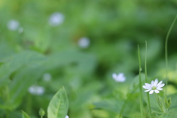 fleur blanche herbe vert