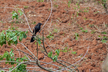 Smooth-billed ani (Crotophaga ani) in Vinales Valley, Cuba