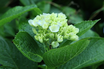 fleur blanche verte feuille