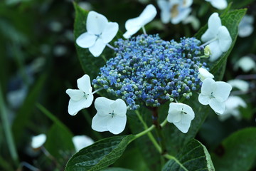 fleur tropical bleu blanc © PetitNuage