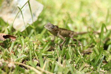 lézard reptiles nature herbe