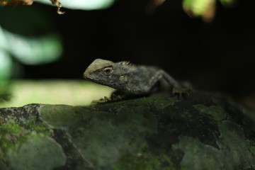 lezard reptiles animal 