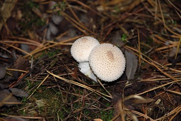 mushroom fuzz-ball puffball