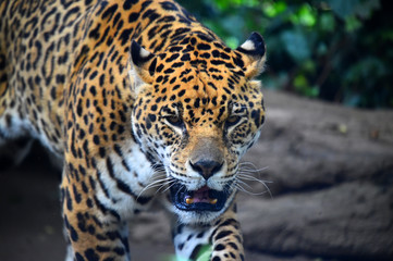 Leopardo © alberto