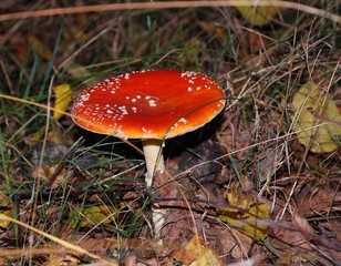 mushroom nature forest