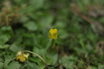 fleur jaune &eacute;t&eacute; vert nature printemps jeune vielle