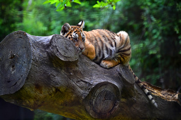 tigre siberiano