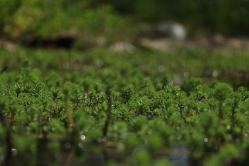 plante marécage marre