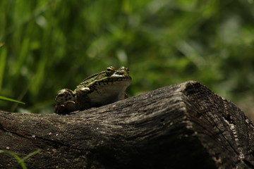 grenouille marre jolie crapaud