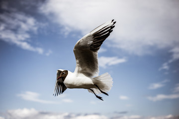  Gull