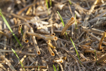 after harvesting