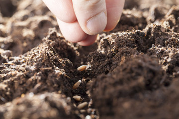 new crop, a close-up