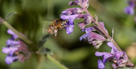 Anthophora quadrimaculata