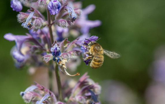 Anthophora quadrimaculata