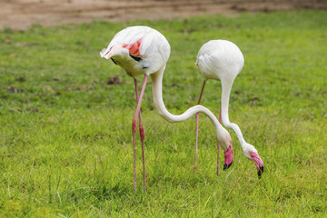 Flamingo is eating food in the meadow