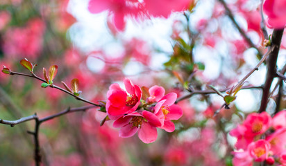 Fototapeta na wymiar Beautiful Pink Flowers of Japanese Quince.