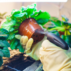 Woman hand holding and spraying flowers in the garden. Pest control. Crop for instagram