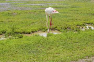 Flamingo is eating food in the meadow