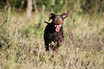 dog drahaar runs fast