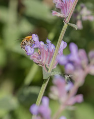 Anthophora quadrimaculata