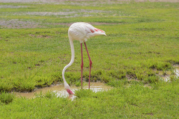 Flamingo is eating food in the meadow
