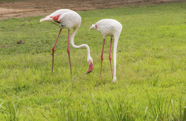 Flamingo is eating food in the meadow