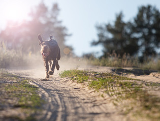 dog drahaar runs fast