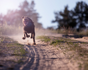 dog drahaar runs fast