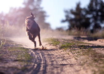 dog drahaar runs fast