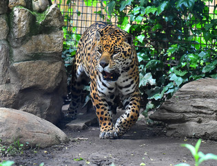 Jaguar enjaulado © alberto