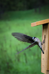 A momma bird leaving the nest.