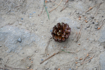 Lone pine cone