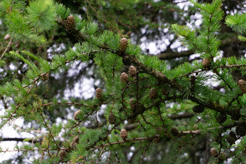 A gathering of cones