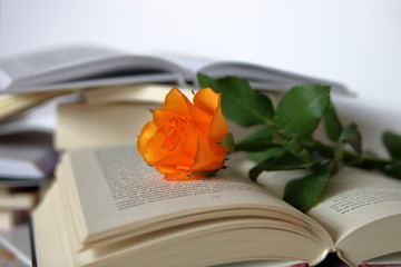 Piękna, delikatna pomarańczowa róża leży na otwartej książe, w tle, rozmyty, stos otwartych innych ksiażek, jedna na drugiej - obrazy, fototapety, plakaty