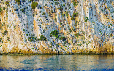 Bushes details on cliff