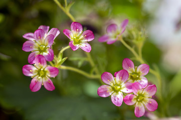 Saxifraga arendsii ornamental mountain flower, pink flowering small ground plant