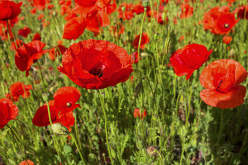 Field with big red poppies