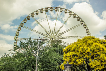 ferris wheel above trees