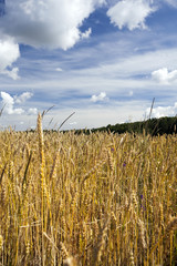 ripe rye field