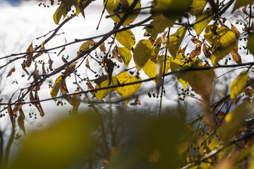 leaves of linden