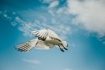  Gull