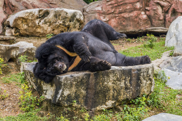 Black bear in the zoo