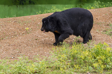Black bear in the zoo
