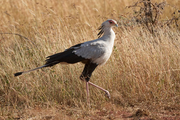 Walking secretary bird