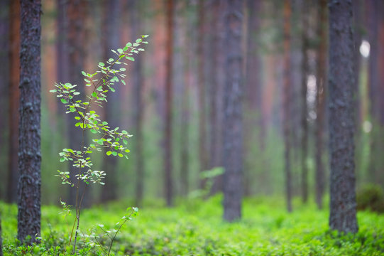 Young solitary aspen (Populus tremula) in Scots pine forest. Shallow depth of field.