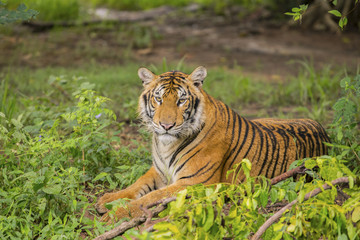 Tigers are resting on a hot day